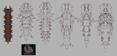 Five Desert Scourge design concepts, with the second one being chosen - by Mr.Small