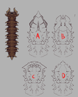 Possible head designs for Desert Scourge's current design - by Mr.Small